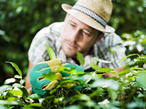 Pest management in a Clapham garden