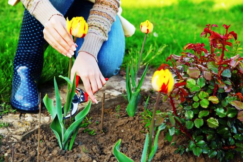 Stump grinding service in Clapham