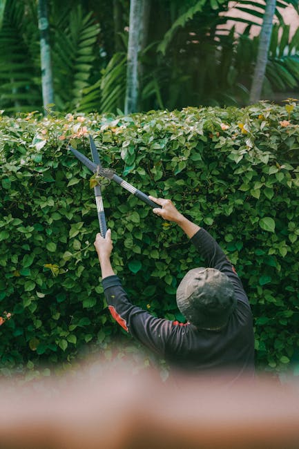 A gardener wearing a dark long-sleeved shirt and a grey bucket hat is trimming a neatly maintained hedge with a pair of pruning shears, standing in a lush garden. The hedge, composed of small green le